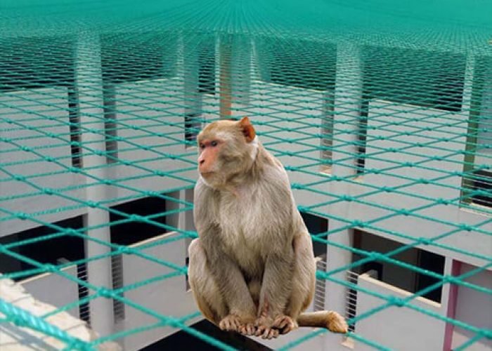 monkey